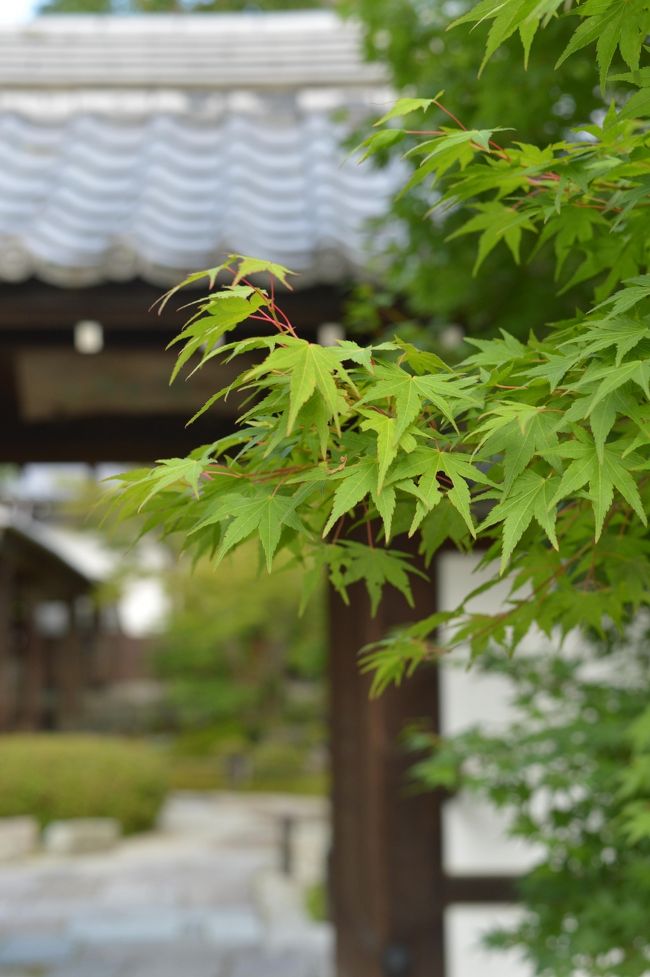 毎日残業で疲れた。。。癒されたい、リフレッシュしたい!<br />でもまとまった休みが取れない、、、、。<br />ってことで、夏の海外旅行は諦め、京都一人旅をしてきました。<br />国内の一人旅は初めて。<br />正直、ホテル以外はほんと楽しかったです。<br />ホテルはすっごくキレイだったんですけどね、<br />年甲斐もなく無駄に怖がりで、、、<br />びびって眠れなくて、母や姉、旦那さんに電話しまくりな夜、、、。<br />でも観光は楽しかったですよ♪<br />今回はずっと気になっていた寺でのんびりしてきました。