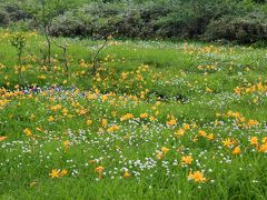 白馬花紀行③栂池自然園