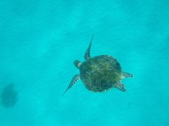 自然の宝庫　屋久島?　ウミガメ編