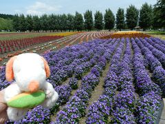 ラベンダーがまだでもたくさんの花が見られました！『ファーム富田』◆2015初夏の爽やか北海道／花とグルメな旅≪その３≫