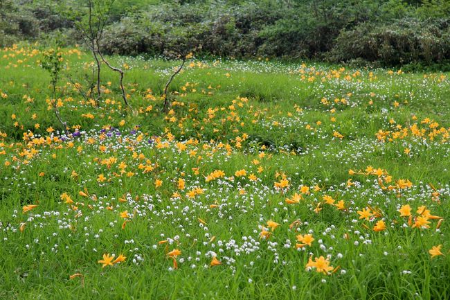 ３日目行程<br />朝食前に白馬大橋まで行ったものの残念ながら白馬三山の山並みを見ることは出来ず。<br />09：00にホテルを出発、栂池高原駅から20分ゴンドラリフトに乗り、10：00栂大門駅発のロープウェイで自然園駅へ。<br />約４時間かけてミズバショウ湿原→ワタスゲ湿原→銀命水→モウセン池→展望湿原→展望台→ヤセ尾根→浮島湿原→ワタスゲ湿原→ミズバショウ湿原と栂池自然園を１周。<br />14：45栂池高原発、バスで長野駅へ。　新幹線の乗車時間までちょっと善光寺まで行き、17：06長野駅発　あさま624号で帰京。<br />表紙は、栂池自然園／浮島湿原　ニッコウキスゲとワタスゲの穂の群生