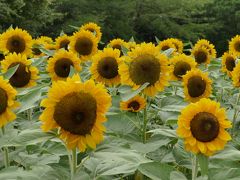 2015年8月　国営昭和記念公園