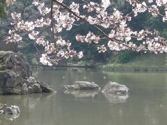 小石川後楽園はお花見の穴場スポットでした！！