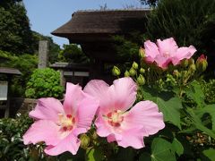 芙蓉の季節に。さるすべりの極楽寺(鎌倉21)、成就院、蕎麦を食べ、宝戒寺、鶴岡八幡、浄智寺(鎌倉31)