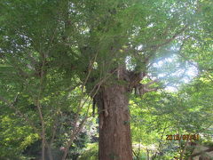 モラエスと俳句（５）モラエス通りと瑞巌寺。