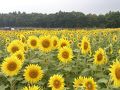 忍野の旅行記