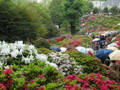 Tsutsuji festival in Nezu shrine, 2013