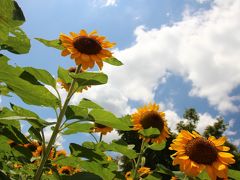 ゆったり楽しんだ真夏の昭和記念公園2015（前編）青空の下で萌える１万本のひまわり＆西立川口前広場のスロープの魅惑の夏の花たち