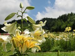 塩原の野草