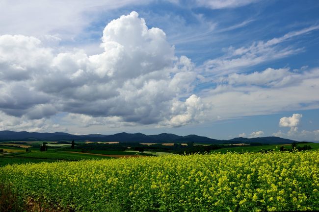 「北海道が好きだ！」<br />まぁ一部の方には今更ですが、北海道の虜の一人ではあります。<br />今年に入って渡道７回目。しかし写真を撮ったのは２月の青い池のライトアップ以来になります。<br />あとは仕事ばかり…<br />そんなこんなで、今回無理やりスケジュールを調整し、ねじ込み僅か１泊２日ではありますが、相も変わらず弾丸な北海道旅行に行ってきました。<br />週間予報では、残念ながら傘と曇りマーク。<br />雨でも、雨なりの素敵な写真を撮られる方もいますが、そんな技量を持ち合わせていない隊長としては、非常に不安な旅立ちと相成りました。<br />今回のミッション<br />１．津別峠の雲海に昇る日の出を見る！（過去３回失敗）<br />２．さくらの滝でサクラマスを撮る（初経験）<br />３．摩周湖の星空(月齢16.4:ほぼ満月に近いので…)<br />サクラマス以外は、天気次第。曇りのち雨男の運や如何に。<br /><br />今回のルートは<br />羽田7：05→8：50女満別　ＪＡＬ565便<br />女満別からレンタカーで<br />１日目　女満別→神の子池→裏摩周→さくらの滝→摩周第一・第三展望台→東藻琴山→ハイランド小清水725→斜里・天まで続く道→摩周湖→津別峠<br />２日目   津別峠→神の子池→裏摩周→美瑛→札幌<br />総走行距離  949㎞<br /><br />かなりハードなので、良い子は真似しないことをおすすめします。<br />また、似たような写真が多くなっていますが、何卒ご容赦ください。