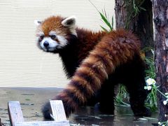 真夏のレッサーパンダ紀行【５】 旭山動物園　豪雨に見舞われた旭山ZOO 新展開！！チャーミン君、栄栄ちゃん、友友ちゃん同居中！！