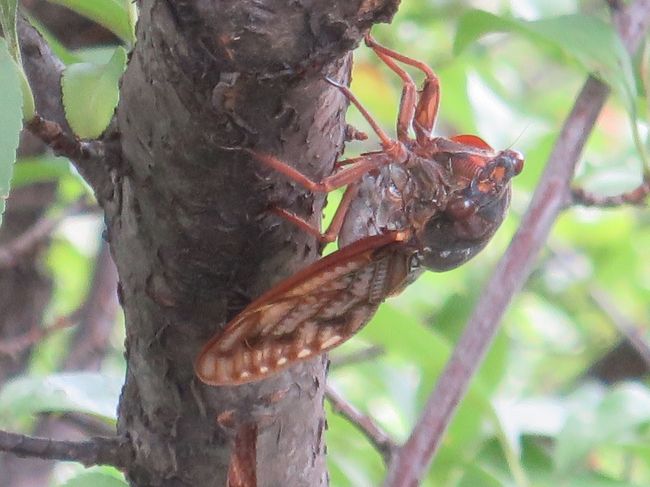 至近距離で鳴いているセミが大変です。アブラゼミとミンミンゼミ、ここ数年、ミンミンゼミが増えてきました。温暖化のためでしょうか？