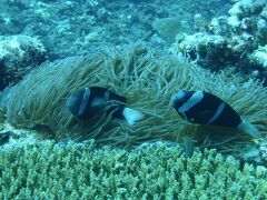 【離島】小笠原旅行①