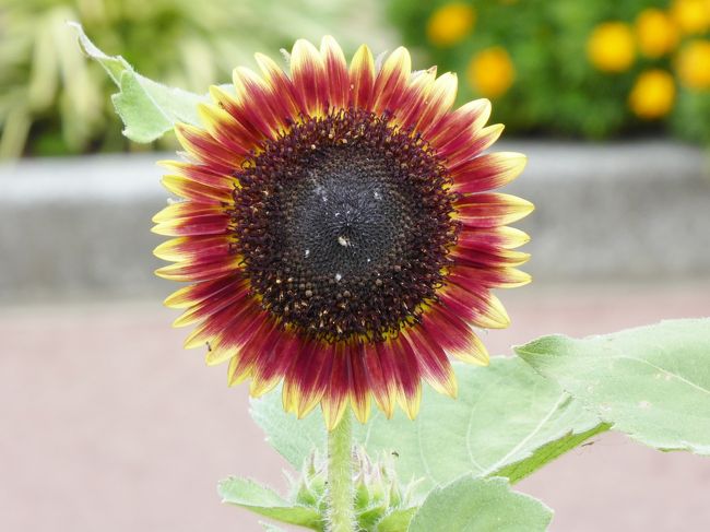 　春から毎週通っていた「花の文化園」・・・あまりの暑さで久しぶりの訪問です。<br />今日は薄曇りでチャンス到来、冷たいお茶を保冷ポット３本に入れて出発しました。<br />午前10時オープンと同時に入場、夏は空いていますね。<br /><br />７月末はひまわりが咲きだしていましたが、今は盛りです・・・<br />蓮は、もう終わりかな・・・と思っていたら、まだまだ見頃です。<br />特に今日は曇っていたので綺麗な花を見ることが出来ました。<br /><br />盛夏の花の手入れは本当に大変だろうと思います。<br />この暑さの中で　健気に咲いている花を是非ご覧ください・・・<br /><br />