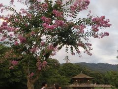 2015　なら燈花会　やさしい灯りに癒される