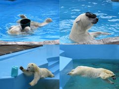 北海道ホッキョクグマ紀行 円山動物園＆釧路市動物園　ララちゃんとミルクちゃん、タイプの違う２頭の遊びの天才に会える北海道