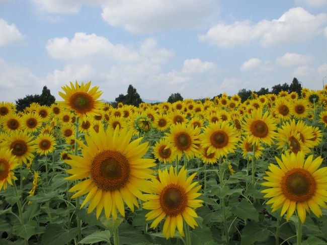 冬生まれだからか元々暑いのは苦手。<br />ここ数年の猛暑でいっそう夏に弱くなった気がする。今年もバテバテだ。<br />汗っかきのくせにエアコンがキライ、その上肌が弱いから、“汗モ”とのタタカイの日々が続いている。<br />でも愚痴ばかり言ってはいられないので、「暑い夏を楽しもう！」と強がってヒマワリを見にいった。<br />案の定 暑さにKOされて帰ってきた。@_@<br />でも、出掛けて良かった。たくさんのヒマワリに元気もらった。