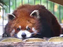 真夏のレッサーパンダ紀行【７】 釧路市動物園　新居探訪！！ メイメイ君が広くて快適な新居に引っ越しました！！