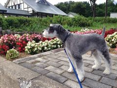 ワンコと一緒！車でぐるっと信州北陸～3日目兼六園・金沢城公園