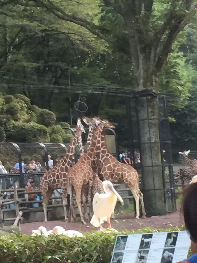 期間限定で開催されているナイトズーに子連れ（5歳2歳）で行ってきました。夜8時までの営業で入場は7時までです。夕方4時半頃に京王線で到着です。この時間はさすがに車内はガラガラで、車窓から見えるいつもは混んでる駐車場も空きがあるようでした。<br /><br />園内では、アフリカ園でライオンバスに乗ったり、涼しい時間になったからか、いつもより活発なキリンを見たりしました。<br /><br />ライオンバス乗り場は凄い行列ですが、キリンを眺めたり、ヒグラシの鳴き声を聞きながらノンビリ待ちました。夕方なので風も涼しく気持ちいいくらいでした。ライオンはこの時間は5頭外に出ていました。窓枠につけた馬肉をライオンが食べにくるのですが、2歳の子には少し怖かったようで、泣いてしまいました。5歳の子は興味津々にライオンの口の中を見ていました。確か2歳の頃はモルモットも触れなかったので、成長を感じました。<br /><br />アフリカゾウは建物内に入ってしまっていたのでがっかりしていたところ、向かって右側にある展示スペースの奥のゾウ舎で飼育員による餌やりやゾウの足裏チェック？、ツメのメンテナンスなどが見られ、普段とは違っておもしろかったです。<br /><br />日が暮れるとアフリカ園とオーストラリア園の間の道は明かりはまありますが、結構暗くなります。<br /><br />オーストラリア園ではカンガルーのケンカ？やすごい速さのジャンプが楽しめましたが、なんといっても親のお楽しみ、ビヤガーデン風のカンガルー広場です。ここではライトアップされたカンガルースペースを眺めながら、生ビールや日野の地ビールを楽しみました。生ビールは550円、地ビールは700円でした。<br /><br />ちなみにコアラは閉園間際に行きましたが、いつもと変わらずでした。<br /><br />夕方からノンビリ見て回ったので全部は見られませんでしたが、普段とは違った雰囲気を楽しんできました。