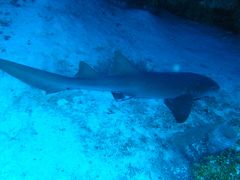 【メキシコ②】カリブ海へダイブ。お魚わさわさ。気分はまさに水族館！