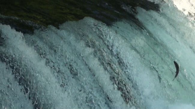 &lt;三日目&gt;<br />サクラマスが遡上する滝があると聞いて訪れることにした。
