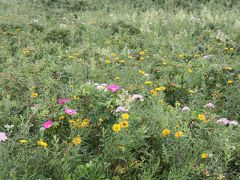 北海道旅行記２０１５年夏（７）続・ワッカ原生花園編