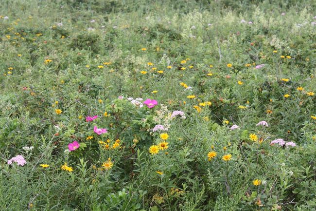 北海道旅行記２０１５年夏（７）続・ワッカ原生花園編