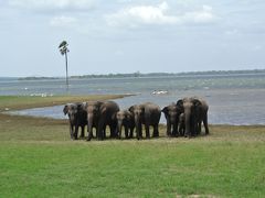 スリランカ1歳6歳子連れ旅(2) 感動！ミンネリア国立公園で象ざんまい。