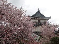 和歌山　桜＆温泉　旅行　１　　～和歌山城の桜＆根来寺の桜、忘帰洞温泉～