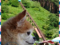 ◆犬旅◆　長野/野辺山【野辺山荘】～車椅子でも安心バリアフリー＆犬(ペット)もＯＫな夏旅～週末２日間(2015.8)