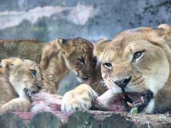 夏の多摩動物公園はナイトズー開園延長で10時間半満喫@（２）ライオンバスに乗って、ライオンの赤ちゃんたちを間近に見た！～アフリカとアジア圏の肉食猛獣たち