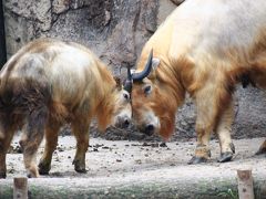 夏の多摩動物公園はナイトズー開園延長で10時間半満喫@（３）埼玉からお婿入りしたキリンのジルくんが分からない（苦笑）＆夜にくつろぐキリンたち＆キーパーズトークが聞けたアジアゾウ～アフリカとアジア圏の大型系草食動物たち