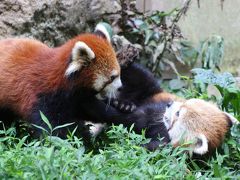 夏の多摩動物公園はナイトズー開園延長で10時間半満喫@（５）Red Panda Children特集：暑さを吹き飛ばす子パンダの愛らしさ！～ヤンヤン・フーフー兄弟とライライ、出たり入ったりしながら大はしゃぎ@