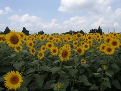 ひまわり畑～座間・追分市民の森～