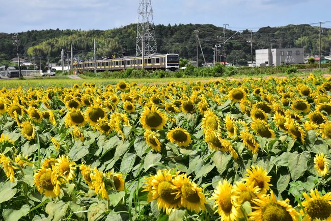 館山市で有名な「館野小学校前のひまわり畑」を2日前の夕方に訪れ、逆光に輝くひまわりの美しさに感激しました。<br /><br />今回はひまわり畑の花の正面に陽が射す午前中に訪れます。真夏の空に向かって咲く黄色い大輪はいきいきとしていて、そばを走る電車と絵になります。<br /><br />近くのレストランでは、店内に昭和レトロの品々が置かれ、懐かしい思いがよみがえります。<br />