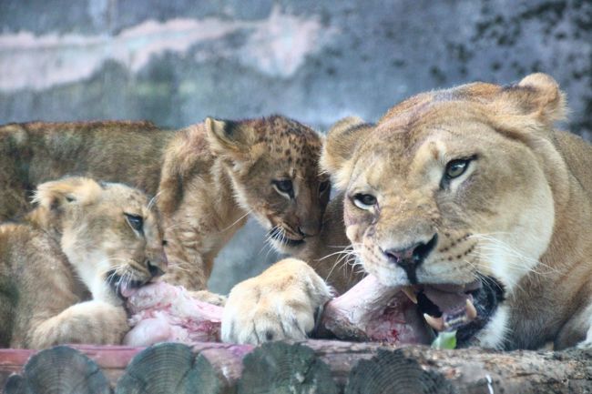 入園してすぐに園内インフォメーションをチェックしたら、なんと、おととい８月13日からライオンの赤ちゃんが大運動場デビューしていました！<br />本日は、アフリカ圏は最後に、夜になってから回ればいいや、と思っていましたが、ちょっと迷った挙げ句、事前に頭の中で決めていた本日のコースをころっと変えて、先にアフリカ圏から回ることにしました。<br />それに、ライオンバスは、発着場の耐震工事のため、来年2016年４月１日から当面運休になり、工事開始後からはライオンも非展示になるとの情報を、つい先日、公式サイトで知ったばかりなのです。<br />なので、真夏の動物園はなにげにシーズンオフだと気がついたので、ライオンバスもさほど待たずに乗れるはずだろうと、ライオンバスにも乗ることにしました。２度目です。<br />ただ、ライオンバスに乗っても、ライオンの赤ちゃんはよく見られない可能性があるだろうと期待しすぎないようにしました。<br /><br />※前回ライオンバスに乗ったときの旅行記（2013年９月７日）<br />「初秋の多摩動物公園（2）ライオンバスに乗って、プチプチ・サファリ気分を味わおう！───本番は実質５分で終わったけれど@」<br />http://4travel.jp/travelogue/10810990<br /><br />そうしたら、ライオンバスから真っ先に見られたのが、ライオンの赤ちゃんたちとお母さんでした@<br /><br />もっとも、ライオンバスからは赤ちゃんたちはすぐ間近で見られたけれど、そんなに長い時間、見てはいられないので、あとは展望エリアから望遠レンズでじっくり観察しました。<br />ライオンの赤ちゃんそのものなら、去年2014年９月に初めて訪れた富士サファリパークで間近に見られただけでなく、抱っこして一緒に写真も撮れました。<br /><br />関連の旅行記（2014年10月３日）<br />「初めての小田急ロマンスカーでカフェくんと風菜ちゃんがいる富士サファリパークへ（４）ライオンの赤ちゃんこんにちは！＆どうぶつ村の肉食獣や可愛いケープハイラックスの赤ちゃんに珍しいシロカンガルーなど」<br />http://4travel.jp/travelogue/10938482<br /><br />でも、富士サファリパークではライオンの赤ちゃんたちは人工哺育でしたので、赤ちゃんたちが母親と一緒にいる姿が見られたのは初めでした。<br />赤ちゃんたちは、イチゴちゃんもニイナちゃんも、ずっと肉片がついた骨にかぶりついていました。<br />お母さんともあるそって勝って肉を毒腺したりなど、いい根性していました@<br />でも、そのくらいたくましい方が、無事に成長してくれるのではないかと安心できました。<br />ほんとは４つ子で生まれたそうですが、２匹は生まれてまもなく亡くなってしまったことを知ったあとでは、なおさら。<br /><br />それから、結果的にアフリカ圏は昼間、先に行っておいて良かったです。<br />ナイトズーは、昼とは違う夜の動物たちの様子が見られましたが、ナイトズーは動物たちがいるところがライトアップされているわけではなく、写真はとても撮れる状況ではなかったからです。<br />アフリカ圏は久しぶりなので、昼間、ちゃんとゆっくり回って、チーターたちやアフリカゾウ・キリンたち草食動物の写真も撮れてよかったです。<br /><br />ただ、この旅行記は、チーターやユキヒョウやアムールトラなど、アフリカ・アジア圏の猛獣たちの写真でまとめました。草食動物の写真は次の旅行記です。<br />あいにく、オオカミ舎は場所が遠すぎて、そしてツキノワグマは、本日、先にアフリカ圏に行くコースに変更したため、見に行けませんでした。<br /><br />＜ナイトズー開園延長で10時間半満喫した多摩動物公園の一日の旅行記のシリーズ構成＞<br />□（１）いつのまにか姿を消した「カエル学入門」やナイトズーの光の彫刻などナイトズーの様子をちょっとだけ<br />■（２）ライオンバスに乗って、ライオンの赤ちゃんたちを間近に見た！～アフリカとアジア圏の肉食猛獣たち<br />□（３）埼玉からお婿入りしたキリンのジルくんが分からない（苦笑）＆夜にくつろぐキリンたち＆キーパーズトークが聞けたアジアゾウ～アフリカとアジア圏の大型系草食動物たち<br />□（４）グレビーシマウマの赤ちゃん、こんにちは！＆埼玉出身のコアラのタイチくん＆ルンルン大活躍の可愛い大人レッサーパンダたち～オーストラリアとアジア圏の可愛い系の草食動物たち<br />□（５）Red Panda Children特集：暑さを吹き飛ばす子パンダの愛らしさ！～ヤンヤン・フーフー兄弟とライライ、出たり入ったりしながら大はしゃぎ@<br /><br />多摩動物公園の公式サイト<br />http://www.tokyo-zoo.net/zoo/tama/<br /><br />＜タイムメモ＞<br />07:30頃　家を出る<br />08:44　拝島駅到着<br />08:46　拝島駅発JR青梅線に乗換え（路線検索より１本前）<br />09:00　立川駅到着<br />09:09　立川南駅発多摩モノレールに乗車<br />（いつもは北駅から）<br />09:24　多摩動物公園駅に到着<br />09:35頃　ほぼ開園直後に入園<br />09:45-09:55　ウォッチングセンターと「カエル学入門」展<br />10:05　ライオンバスのチケットを券売機で購入（360円）<br />10:15-10:30　ライオンバス<br />10:35-10:40　キリン<br />10:45-11:10　展望台から母子ライオン<br />11:10-11:20　運動場のチーター<br />11:30-11:35　アフリカゾウ<br />11:55-12:05　グレビーシマウマの母子<br />（12:00　終戦記念日の黙祷）<br />12:05-12:10　キリン<br />12:25-12:45　コアラ下売店でランチ休憩<br />12:50-13:05　コアラ<br />13:05-13:10　パルマワラビー<br />13:10-13:15　アジアゾウ<br />（屋内のアムールトラとオランウータンはスルー）<br />13:20-13:25　ユキヒョウ<br />13:25-16:35　レッサーパンダ<br />（14:00-14:30頃　リンゴタイム＆子パンダ・トリオ登場）<br />16:35-16:45　ゴールデンターキン<br />16:45-16:50　ユキヒョウ<br />16:55-17:00　アムールトラ<br />17:00-17:30　アジアゾウ＆キーパーズトーク<br />17:35-17:40　コアラ<br />17:40-18:40　コアラ下売店でコアラソフト休憩<br />18:55-19:05　マレーバク<br />19:20-19:40　夜のアフリカ圏<br />19:55頃　動物園を出る<br /><br />※これまでの動物旅行記の目次を作成中。<br />「動物／動物園と水族館の旅行記～レッサーパンダ大好き～　目次」<br />http://4travel.jp/travelogue/10744070<br />