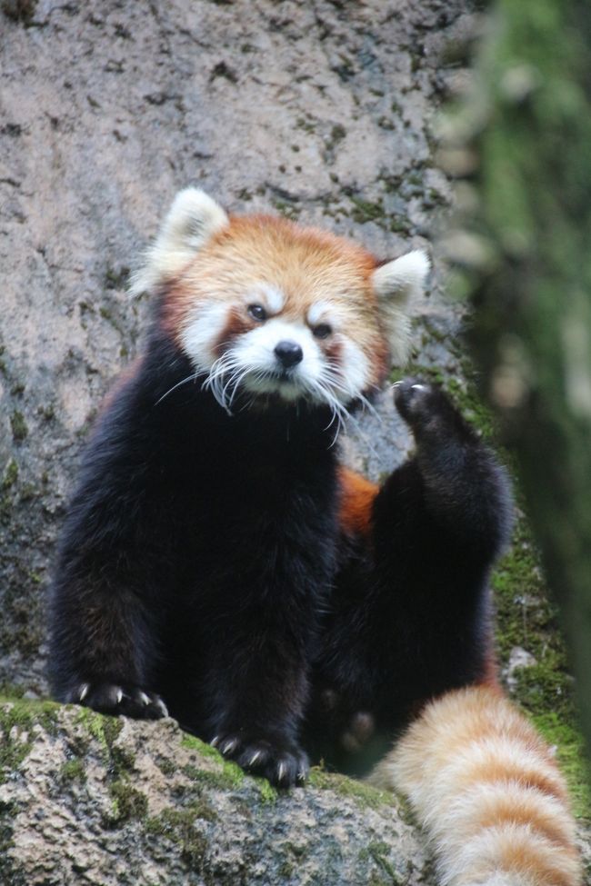 レッサーパンダのルンルンがこんなにたくさん見られたのは初めてかもしれません。<br />前は、ガラス張りの屋内展示で、顔が見えないようなポーズで寝てばかりだった覚えがあります。<br /><br />ルンルンは、やんちゃ顔と紹介されていますが、私にはむしろ、しかめっつらに見えます。<br />眉間にしわが寄ったような、小難しい顔をしていると思います。<br />でも、可愛いんです。<br />ルンルンの顔を見た女の子たちが、黄色い悲鳴を上げるくらい@<br /><br />そして今回は、去年の秋に2014年生まれの子パンダ展示が始まってからほとんど会えなくなってしまった、年配のカップルであるブーブーと花花（ファファ）さんに、久しぶりに会えました！<br /><br />ガラス張りの屋内展示室に、まだ若いルンルンとララちゃんカップルがいたときは、レッサーパンダの写真が撮りづらいだけでした。<br />それが、ブーブーと花花さんになると、彼らが大運動場にいたときよりも近くで見られ、なんだかぬいぐるみみたいな可愛らしさの度合いがアップしていました！<br />もともと可愛いおじいちゃんおばあちゃんレッサーでしたが、可愛らしさにさらに磨きがかかっていました。<br />花花さんは、動きはだいぶよたよたしていましたが、しっかり笹を食べていて、食欲はあり、元気そうでした。<br />どちらもまだまだ毛並みもきれいで、若いレッサーパンダよりもふわふわしていて、まさにぬいぐるみみたいでした@<br /><br />本日は、フランケンは、木の上でへたれている姿しか見られませんでした。<br />その姿は、絶妙に可愛らしかったのですが、暑さでまいっているようで、かわいそうでした。<br />ルンルンは、終日展示で、やはり暑さでへたっている様子も見られましたが、バックヤードとの行き来が自由でも、ずっと屋内にいることはなく、わりと外に出て来てくれました。<br /><br />この旅行記は、サブタイトルどおり、可愛い系の草食動物の写真でまとめました。<br />シマウマは、どちらかというと美しい系でしたが、赤ちゃんは可愛らしかったです。お母さんのお乳を飲む姿がよく見えました。<br /><br />コアラは、我が地元の埼玉こども動物自然公園からお婿にいったタイチくんが１番目当て@<br />正確には、お父さんの故郷の東山動物園を経由して多摩動物公園にお婿に行ったわけですが、埼玉にいたときに身についた習性か、コアラは夜行性ですが、タイチくんは13時前には起きていました。<br />もっとも、多摩動物公園でも、13時半にユーカリ交換タイムが設定されていて、今回はタイチくんが起きていたのでその時間まで待てなかったのですが、飼育員さんが出入りして、新鮮なユーカリがもらえる時間帯は、他のコアラも目を覚ます確率が高いようです。<br />タイチくんは、まだあどけなさを残していましたが、端整な顔つきのハンサムさんに成長しつつあると思います。<br /><br />そして、可愛い系トップのレッサーパンダは、大人レッサーパンダたちの写真でまとめました。<br />ルンルンとフランケンという若いお父さんたちと、ブーブーと花花さん。<br />子パンダの写真は、次の旅行記にまとめました。<br />ルンルンとフランケンが今年も新たな子パンダのお父さんになれたのかどうかは、まだよく分かりませんでした。<br /><br />レッサーパンダは、ほんとは草食というよりも、雑食でしょう。<br />虫やカエルや小鳥くらいなら、食べちゃうこともあるようです。<br />もっとも動物園のレッサーパンダたちはどちからというとグルメでしょうから、そういうのを食べるか分からないです。<br /><br />＜ナイトズー開園延長で10時間半満喫した多摩動物公園の一日の旅行記のシリーズ構成＞<br />□（１）いつのまにか姿を消した「カエル学入門」やナイトズーの光の彫刻などナイトズーの様子をちょっとだけ<br />□（２）ライオンバスに乗って、ライオンの赤ちゃんたちを間近に見た！～アフリカとアジア圏の肉食猛獣たち<br />□（３）埼玉からお婿入りしたキリンのジルくんが分からない（苦笑）＆夜にくつろぐキリンたち＆キーパーズトークが聞けたアジアゾウ～アフリカとアジア圏の大型系草食動物たち<br />■（４）グレビーシマウマの赤ちゃん、こんにちは！＆埼玉出身のコアラのタイチくん＆ルンルン大活躍の可愛い大人レッサーパンダたち～オーストラリアとアジア圏の可愛い系の草食動物たち<br />□（５）Red Panda Children特集：暑さを吹き飛ばす子パンダの愛らしさ！～ヤンヤン・フーフー兄弟とライライ、出たり入ったりしながら大はしゃぎ@<br /><br />多摩動物公園の公式サイト<br />http://www.tokyo-zoo.net/zoo/tama/<br /><br />＜タイムメモ＞<br />07:30頃　家を出る<br />08:44　拝島駅到着<br />08:46　拝島駅発JR青梅線に乗換え（路線検索より１本前）<br />09:00　立川駅到着<br />09:09　立川南駅発多摩モノレールに乗車<br />（いつもは北駅から）<br />09:24　多摩動物公園駅に到着<br />09:35頃　ほぼ開園直後に入園<br />09:45-09:55　ウォッチングセンターと「カエル学入門」展<br />10:05　ライオンバスのチケットを券売機で購入（360円）<br />10:15-10:30　ライオンバス<br />10:35-10:40　キリン<br />10:45-11:10　展望台から母子ライオン<br />11:10-11:20　運動場のチーター<br />11:30-11:35　アフリカゾウ<br />11:55-12:05　グレビーシマウマの母子<br />（12:00　終戦記念日の黙祷）<br />12:05-12:10　キリン<br />12:25-12:45　コアラ下売店でランチ休憩<br />12:50-13:05　コアラ<br />13:05-13:10　パルマワラビー<br />13:10-13:15　アジアゾウ<br />（屋内のアムールトラとオランウータンはスルー）<br />13:20-13:25　ユキヒョウ<br />13:25-16:35　レッサーパンダ<br />（14:00-14:30頃　リンゴタイム＆子パンダ・トリオ登場）<br />16:35-16:45　ゴールデンターキン<br />16:45-16:50　ユキヒョウ<br />16:55-17:00　アムールトラ<br />17:00-17:30　アジアゾウ＆キーパーズトーク<br />17:35-17:40　コアラ<br />17:40-18:40　コアラ下売店でコアラソフト休憩<br />18:55-19:05　マレーバク<br />19:20-19:40　夜のアフリカ圏<br />19:55頃　動物園を出る<br /><br />※これまでの動物旅行記の目次を作成中。<br />「動物／動物園と水族館の旅行記～レッサーパンダ大好き～　目次」<br />http://4travel.jp/travelogue/10744070<br />