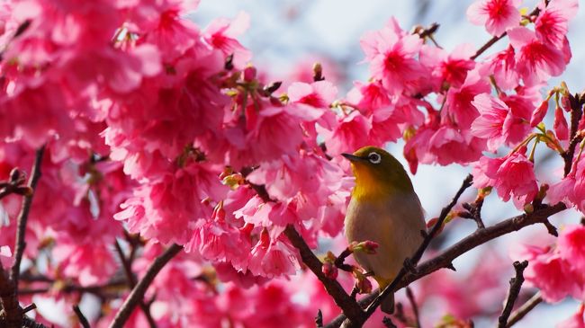 沖縄３日目！<br />今日はキャンプも見に行きますが、桜も見に行きます！<br />沖縄は１月〜２月かけて桜が咲き始めます。<br />咲く桜の種類は緋寒桜（ヒカンザクラ）という色が濃いピンクの桜。<br />桜の季節はさくらまつりも開催されるんですよ〜♪<br /><br />記憶をたどりながらの備忘録です。　スルーしていただいて構いません。<br /><br />【今日のルート】<br />（宿）ヒルトン沖縄北谷リゾート　⇒　今帰仁城跡　⇒　ハートロック　⇒　（食事）宮里そば　⇒<br />名護市営球場　⇒　（食事）ゆうなんぎい　⇒　（宿）ホテルＪＡＬシティ那覇<br /><br />【沖縄旅行記】<br />１日目　http://4travel.jp/travelogue/11043613<br />２日目　http://4travel.jp/travelogue/11043633