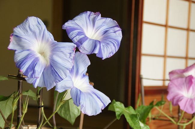 夏になれば、朝顔を見たくなります。<br />学校に入っていけば、あるのだろうけど、僕の住んでいる環境では、なかなか見られません。<br />朝顔を探しに、堺市内に行ってきました。<br /><br /><br />過去の堺市堺区散歩記<br /><br />関西散歩記～2015 大阪・堺市堺区編～<br />http://4travel.jp/travelogue/11025024<br /><br />関西散歩記～2014 大阪・堺市堺区編～<br />http://4travel.jp/travelogue/10972373<br /><br /><br />大阪まとめ旅行記<br /><br />My Favorite 大阪 VOL.2<br />http://4travel.jp/travelogue/11036195<br /><br />My Favorite 大阪 VOL.1<br />http://4travel.jp/travelogue/10962773<br /><br />