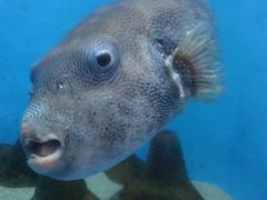 小さいけど面白い！竹島水族館