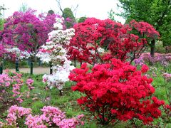 練馬区の区花つつじを巡る