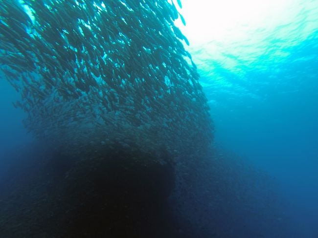 毎年恒例となった粟国島でのダイビング。ギンガメアジがたくさん集まってきています。
