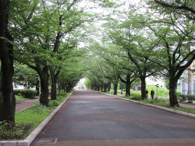 武蔵野の森構想、東側から<br />・神代植物公園<br />・武蔵野の森公園<br />・野川公園<br />・武蔵野公園<br />・多磨霊園<br />・浅間山公園<br />・府中の森公園<br />などの緑地を含め「武蔵野の森」と言うそうです。<br /><br />夕立後のしっとりとした都立府中の森公園を愛犬と散策しました<br />小さなカルガモ達が順調に育っていました<br />無事に大きくなると良いですね。