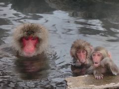 猿 と 千尋 と ワカサギ と ♪ （１日目：地獄谷野猿公苑 編）