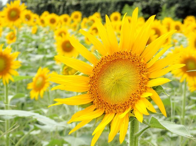 都内で見る一面のお花畑♪～清瀬ひまわりフェスティバル～