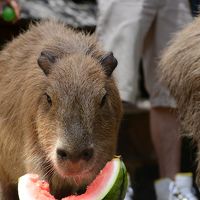 カピバラとのふれあいの旅　AROUND　THE　KYUSHU（長崎編）