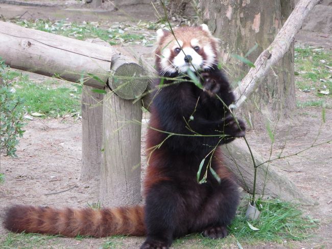 仙台観光のメインはもちろん「八木山動物園」です。<br />こちらの動物園、なんと開園は昭和４０年なんですって！！５０年もの長い間、みなさんに親しまれている歴史ある動物園。全体的になんだかとっても懐かしい、こころがホッとする憩いの場ってこうゆう場所のことなんでしょうね。<br /><br />レッサーちゃんがたくさんいたのにもびっくり！！<br />それも距離が近いのですごく興奮してしまいました…。<br /><br />後編は「爬虫類館」〜「レッサーちゃんのおやつタイム」です。<br />特に、ビルマニシキヘビの脱皮は必見ですよ〜(^^)〜