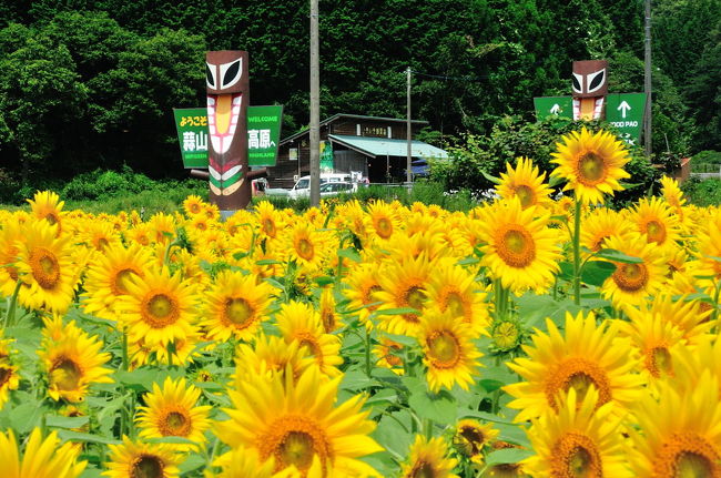 今年の夏休みキャンプは先月に続いて休暇村蒜山高原オートキャンプ場に行ってきました。<br />先月は台風の後で天気がいまひとつでした。今度こそ！しかしまたまた台風に祟られてしまい初日、2日目と雨になってしまいました。ただ撤収する最終日は朝から快晴でテントを乾かしてから撤収できたのが救いでした。<br />テントが乾燥した状態で撤収出来れば文句なし。<br />雨音を聞いてのキャンプも風情の有るもので良かったですね。<br />ただ本来綺麗に見える大山が今回も見れなかったのが残念でした。<br />景色が楽しめないならと言う事で大雨の中2日目は出雲、帰りは境港にある江島大橋、鳥取砂丘と無駄に大回り？して観光を楽しんで来ました。