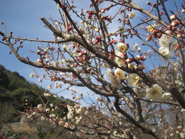 わざわざ熱海まできてどこも寄らずに帰るのもナンだな、と思い開花して大勢の観光客が訪れている梅園に行ってみました。<br />２日前の雪も過ぎ、いい陽気になったので、大勢の人出となっていました。<br />